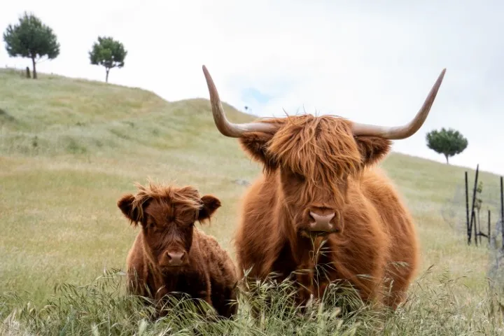 highland cows at a winery in cromwell